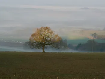 Misty valley tree light.jpg